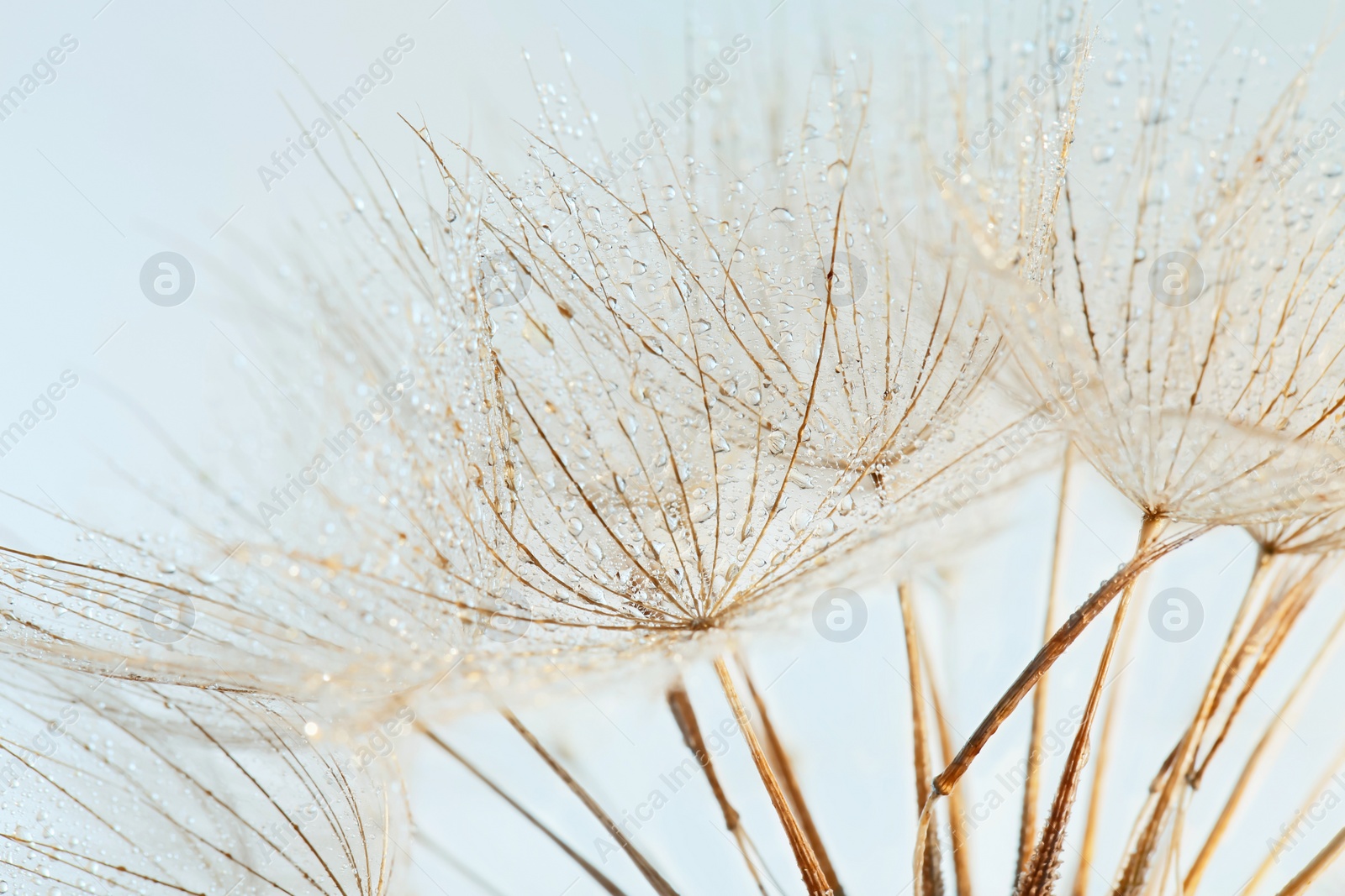 Photo of Dandelion seeds on light background, close up