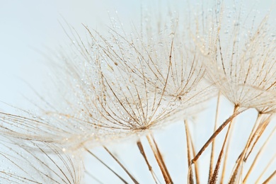 Dandelion seeds on light background, close up