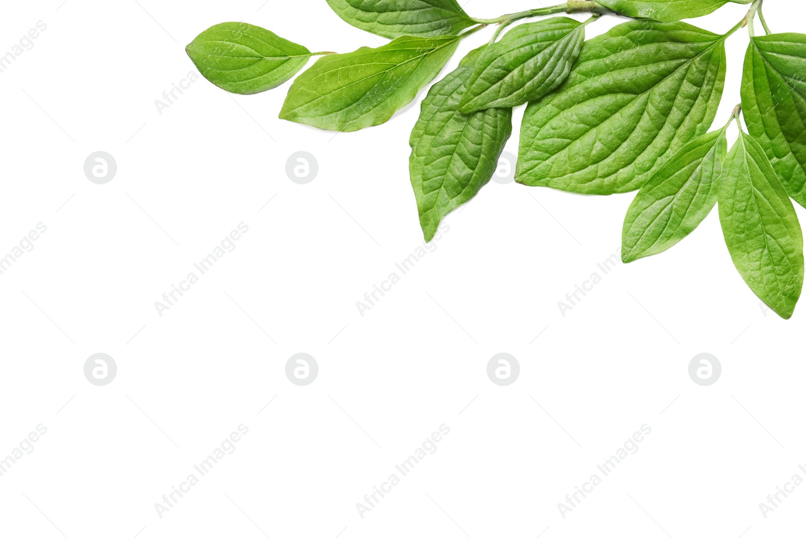 Photo of Beautiful spring green leaves on white background, top view