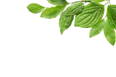 Photo of Beautiful spring green leaves on white background, top view