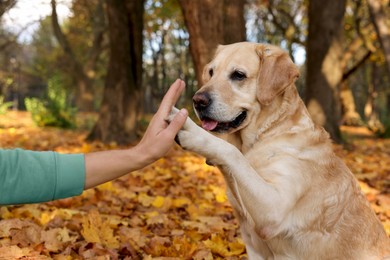 Photo of Cute Labrador Retriever dog giving paw to owner in sunny autumn park, closeup