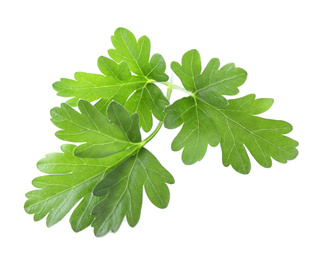 Photo of Fresh green organic parsley isolated on white