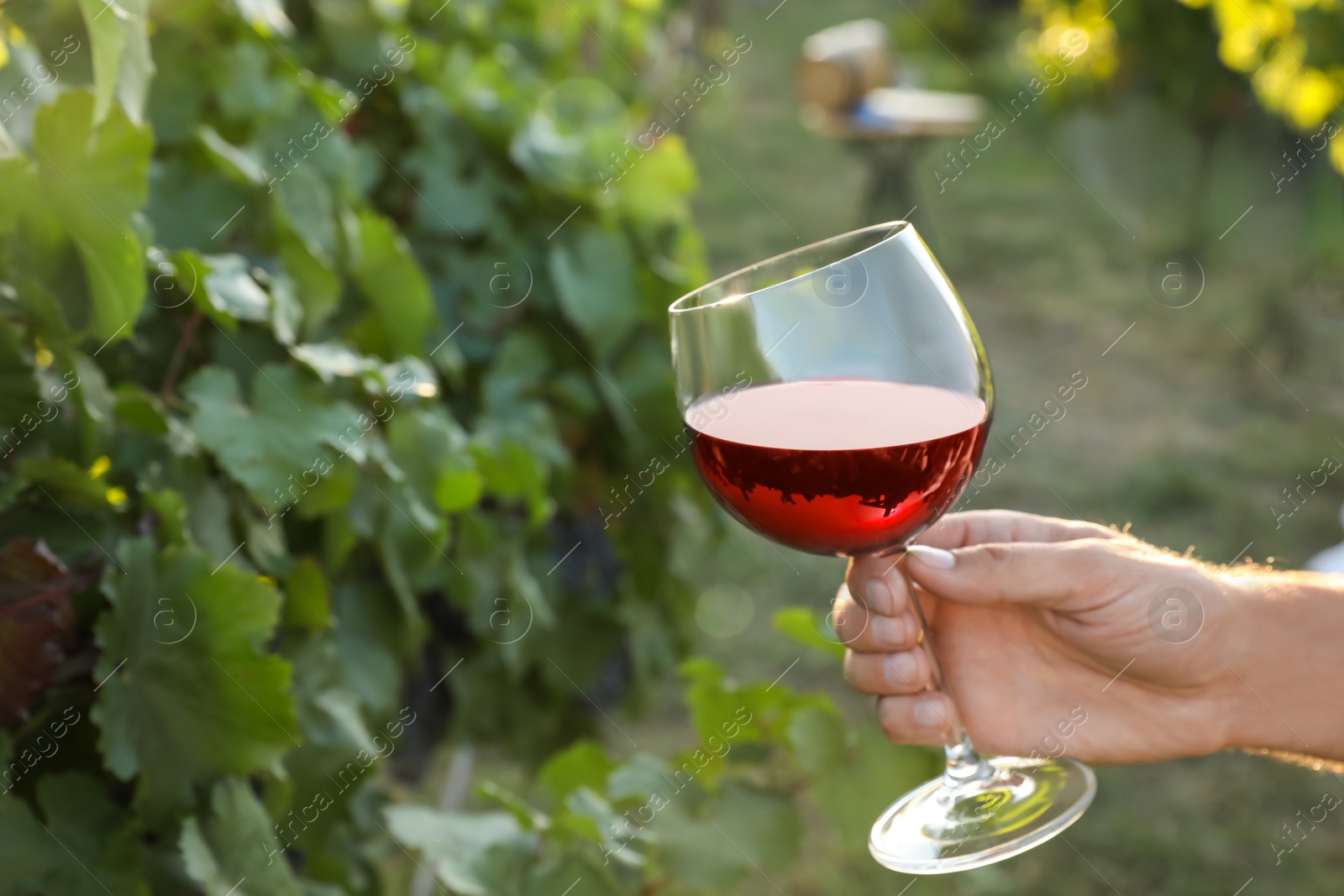 Photo of Man holding glass of wine in vineyard, closeup