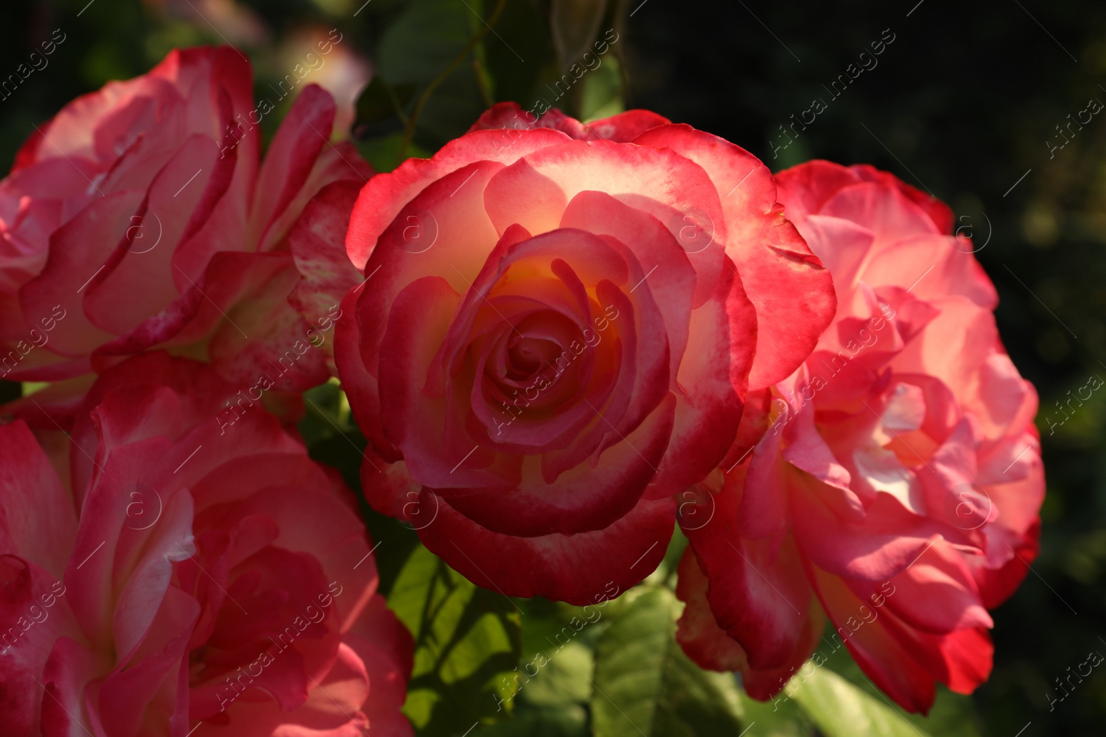 Photo of Beautiful blooming pink roses on blurred background, closeup