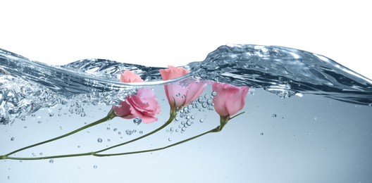 Image of Beautiful pink Eustoma flowers in water on white background