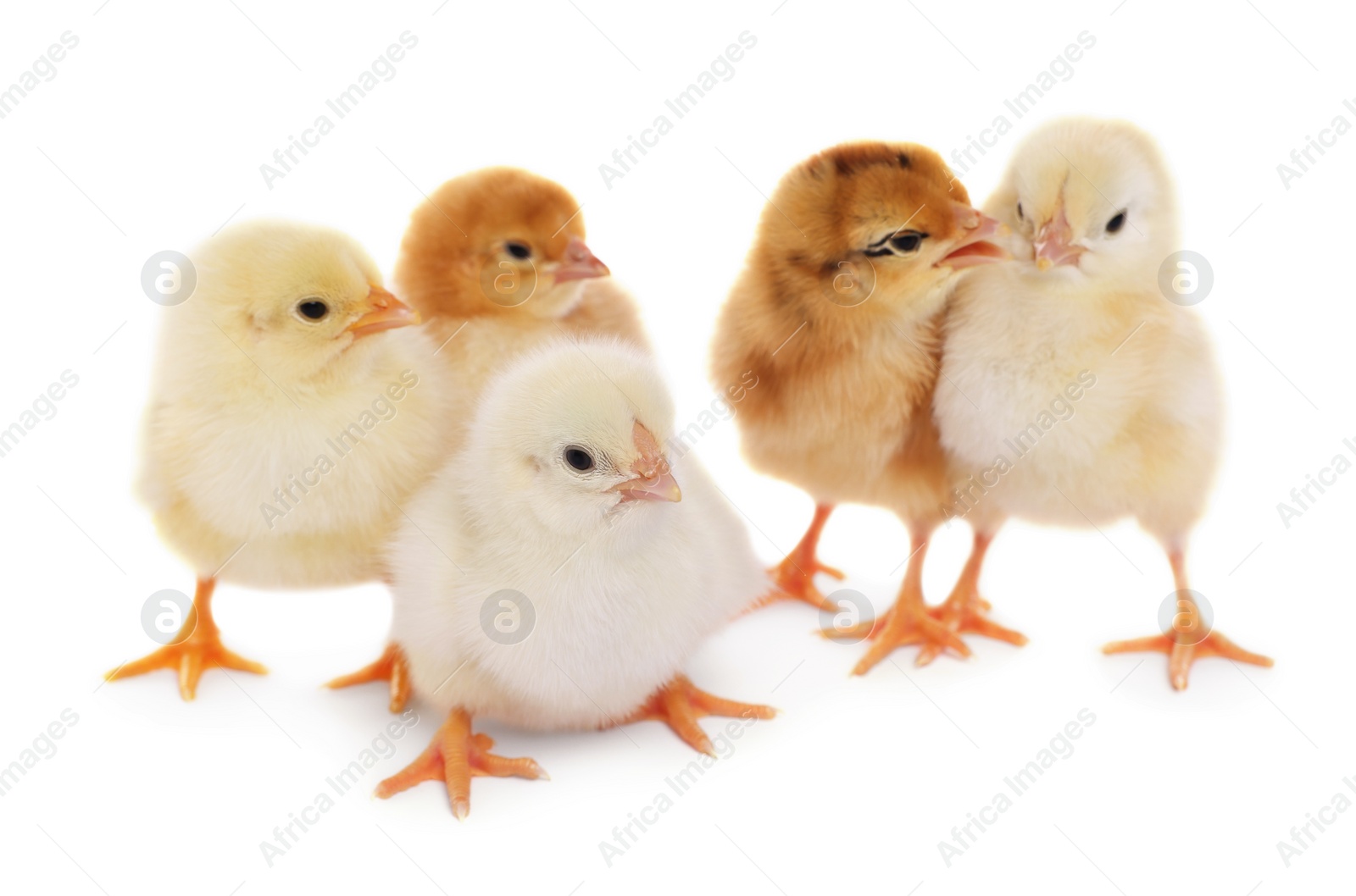 Photo of Many cute fluffy chickens on white background