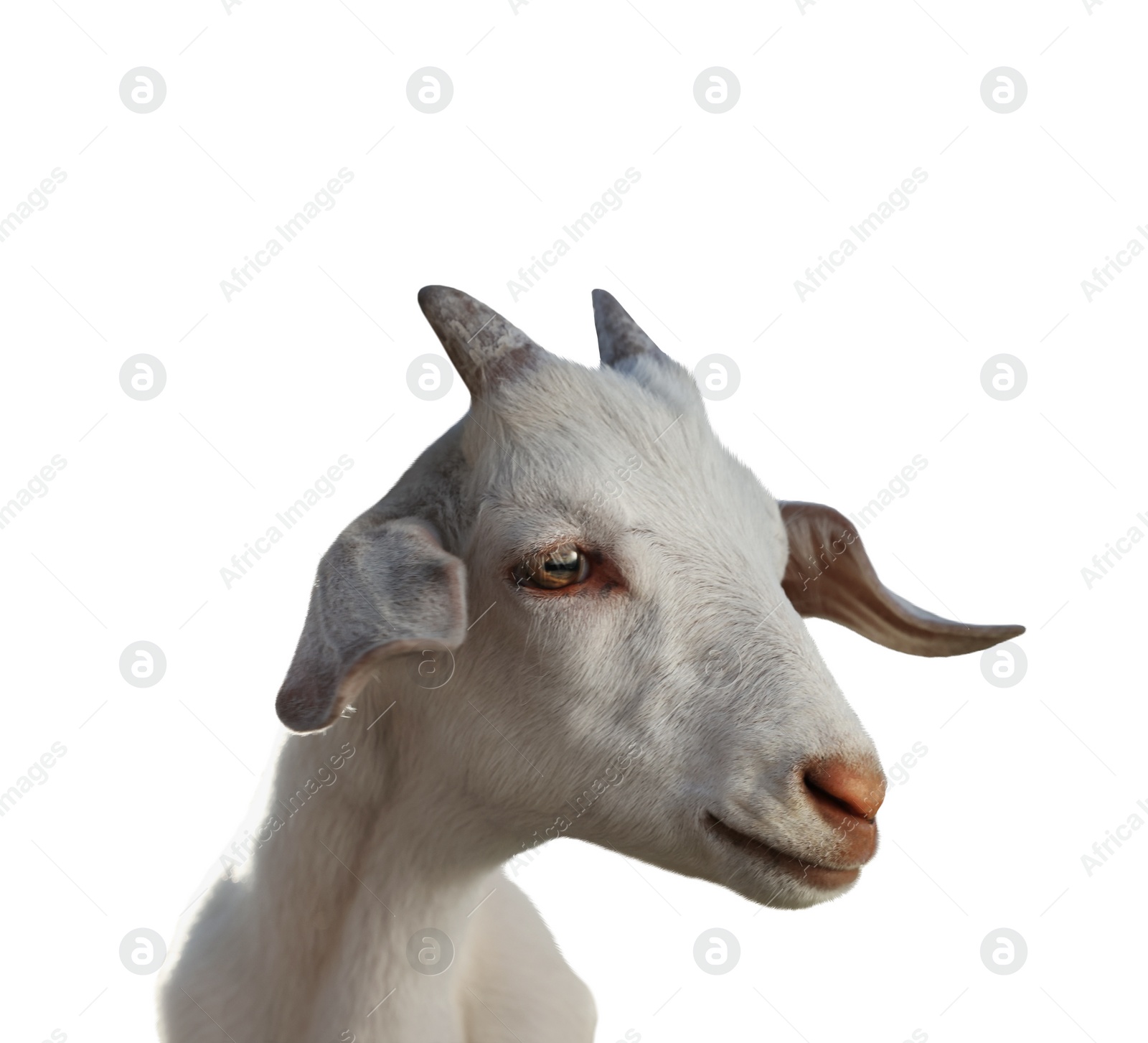 Image of Cute goat isolated on white. Farm animal