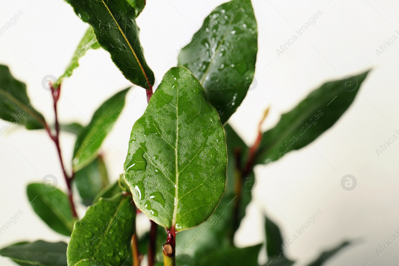 Photo of Bay tree with green leaves growing on white background, closeup