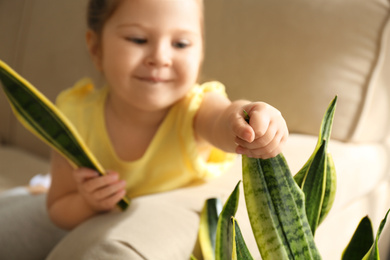 Photo of Little girl breaking houseplant at home, closeup