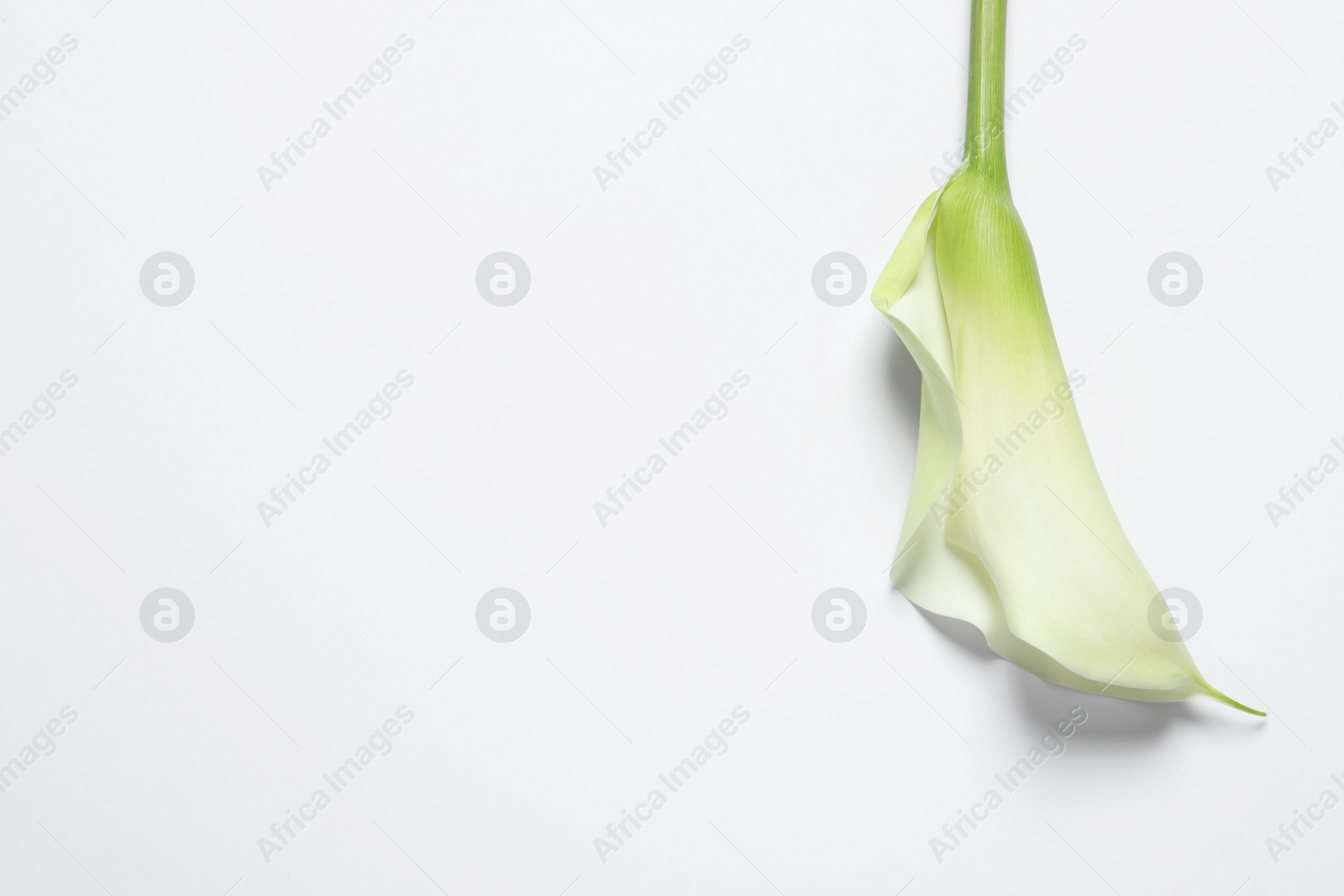 Photo of Beautiful calla lily flower on white background, top view. Space for text