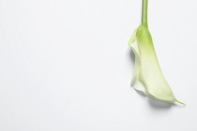 Beautiful calla lily flower on white background, top view. Space for text