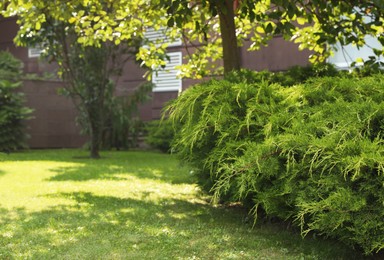 Photo of Beautiful juniper shrub growing in garden, space for text. Landscape design