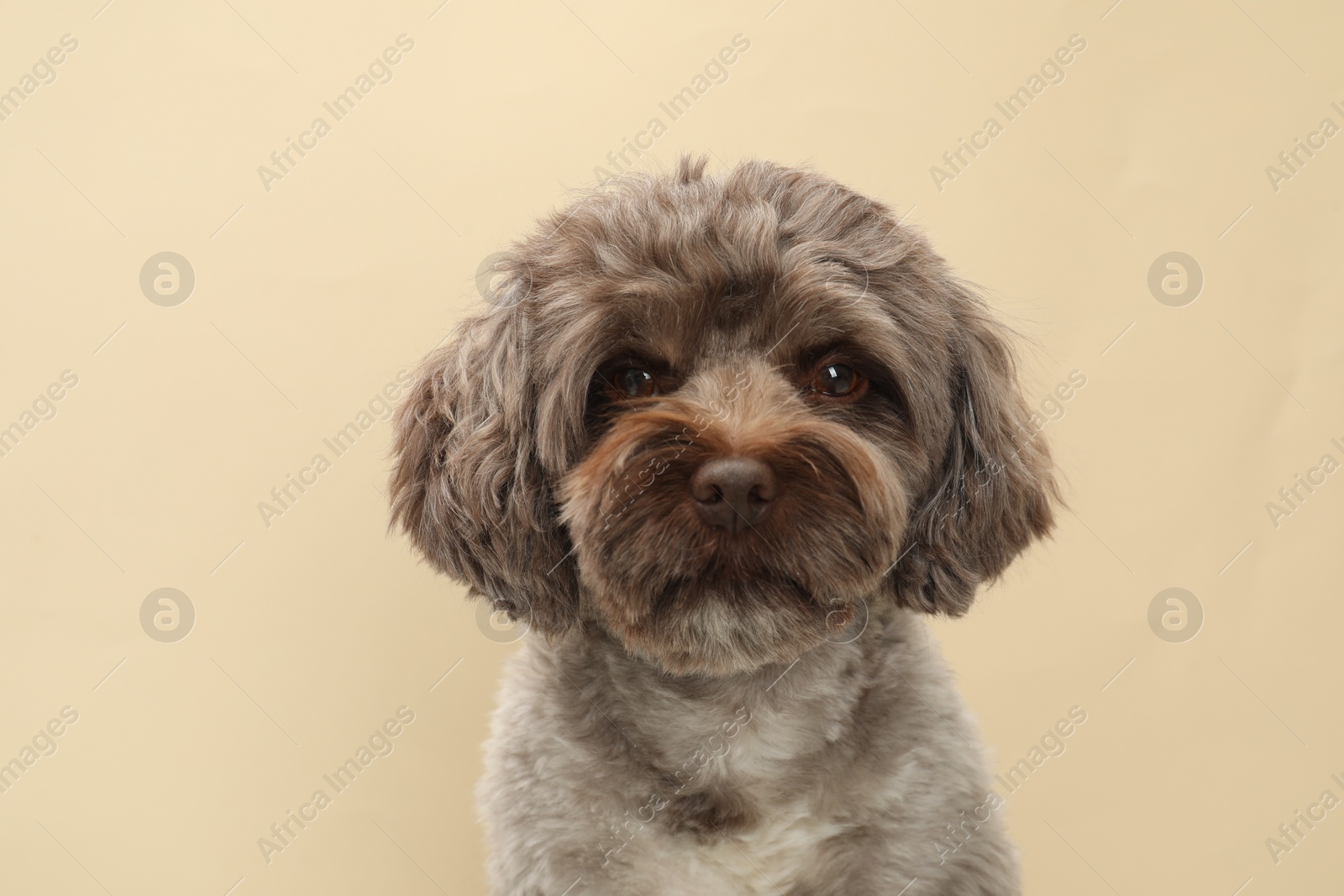 Photo of Cute Maltipoo dog on beige background. Lovely pet