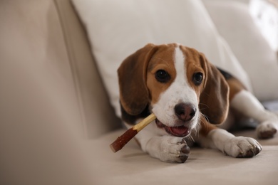 Photo of Cute Beagle puppy with stick on sofa. Adorable pet