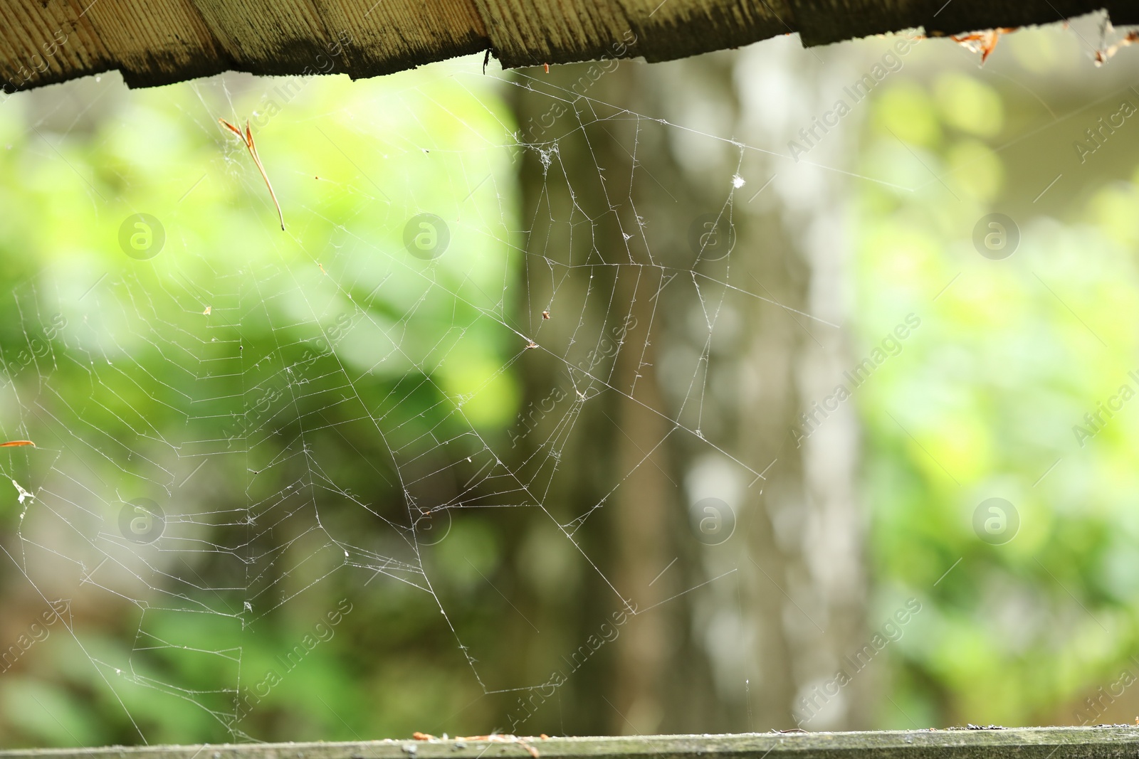 Photo of Old dusty cobweb on blurred background, closeup