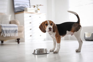 Photo of Cute Beagle puppy near feeding bowl at home. Adorable pet