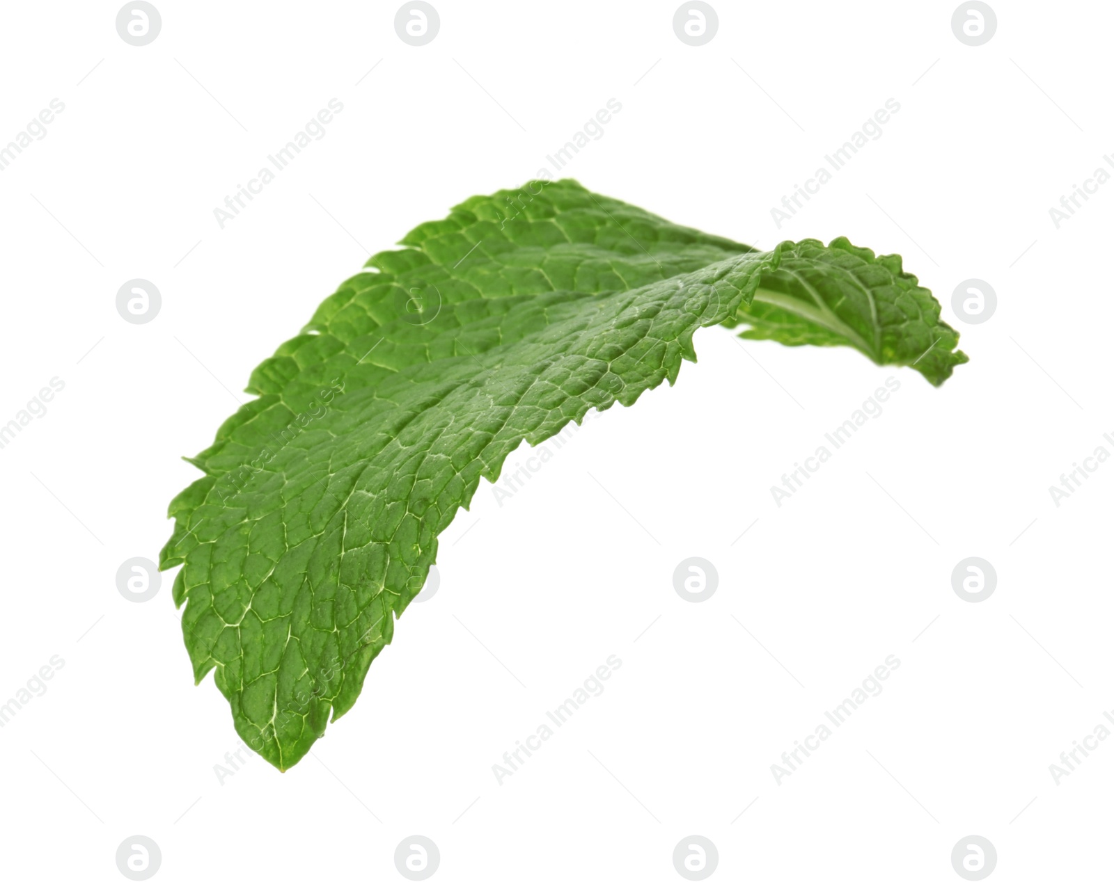 Photo of Fresh green mint leaf on white background