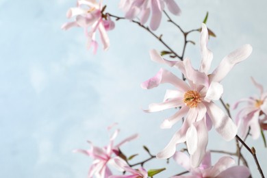 Photo of Magnolia tree branches with beautiful flowers on light blue background, closeup. Space for text