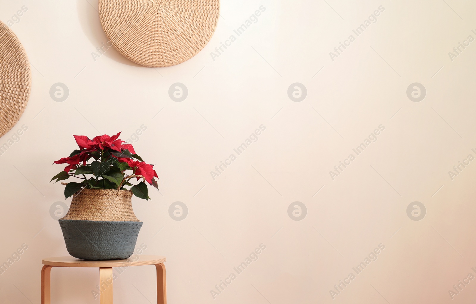 Photo of Beautiful poinsettia in wicker pot near white wall indoors. Interior design idea