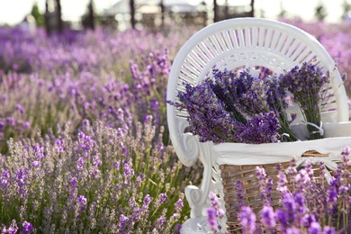 Photo of Wicker box with beautiful lavender flowers on chair in field, space for text