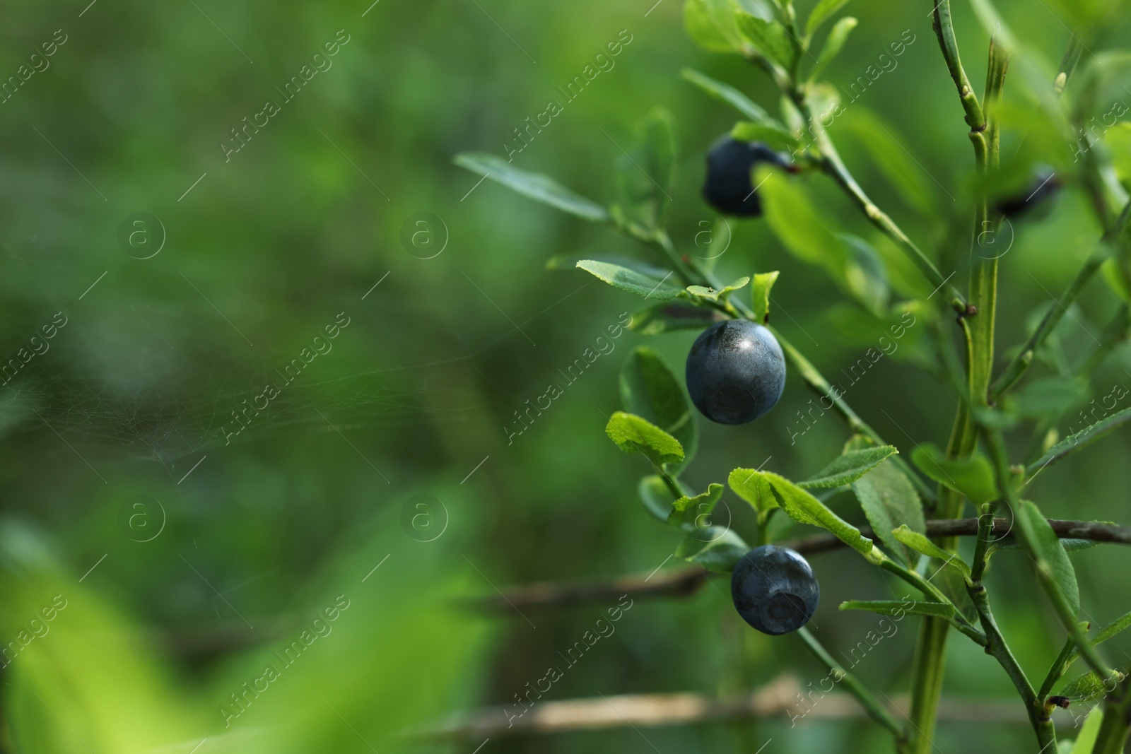 Photo of Ripe bilberries growing in forest, closeup. Space for text