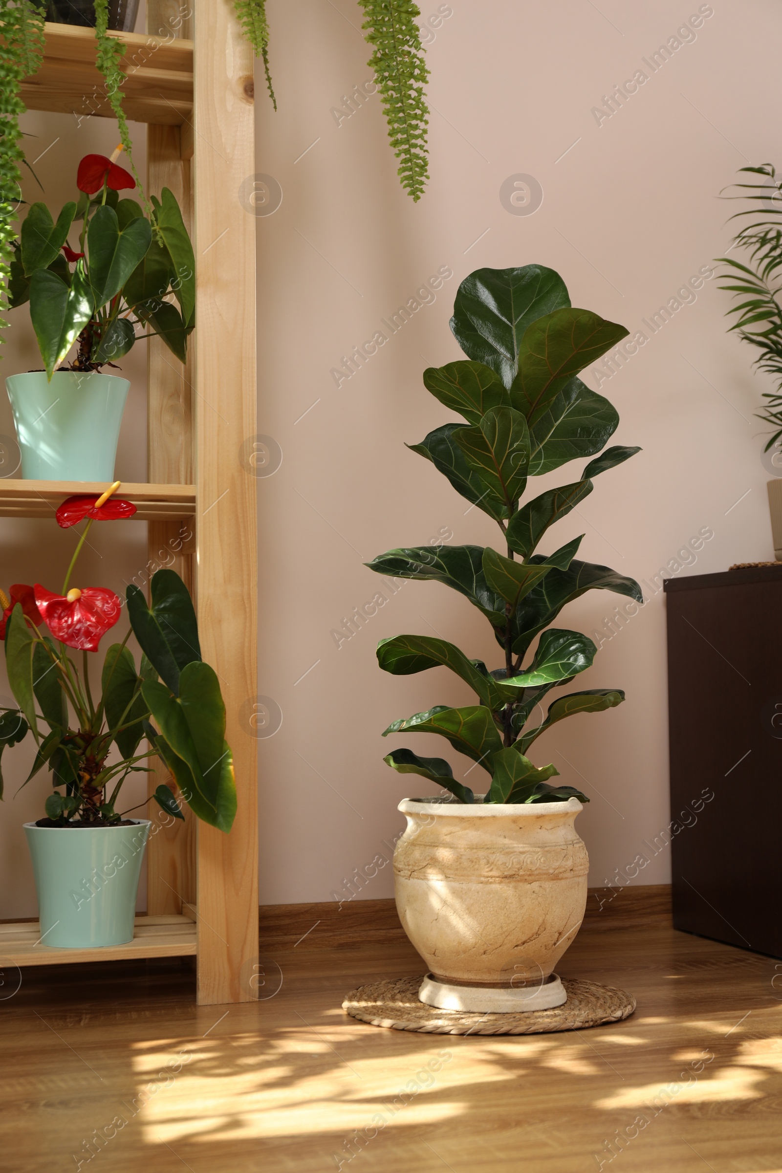 Photo of Beautiful houseplants in pots indoors. House decor