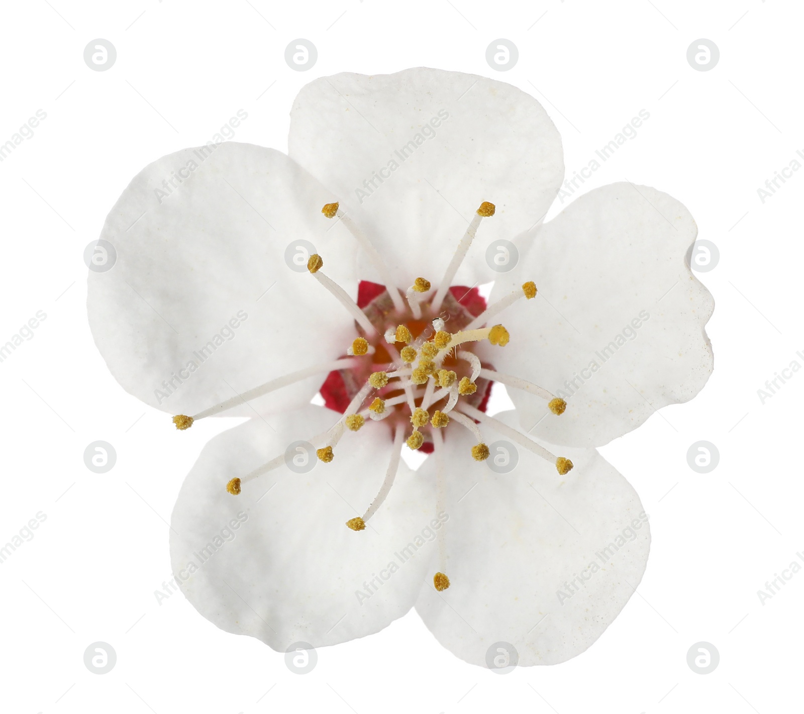 Photo of Beautiful fresh spring flower on white background