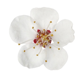 Beautiful fresh spring flower on white background