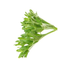 Photo of Aromatic fresh green parsley on white background