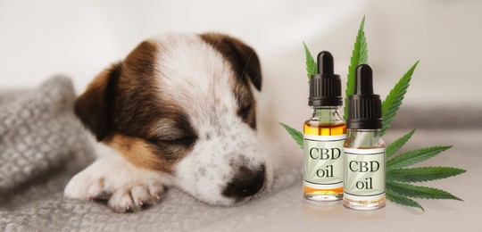 Image of Bottles of CBD oil and cute puppy sleeping on blanket