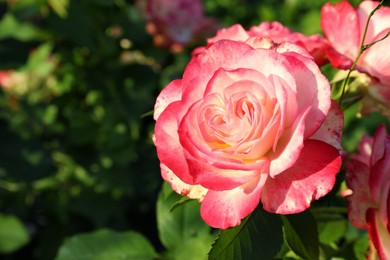 Photo of Beautiful blooming pink rose outdoors on sunny day, closeup. Space for text