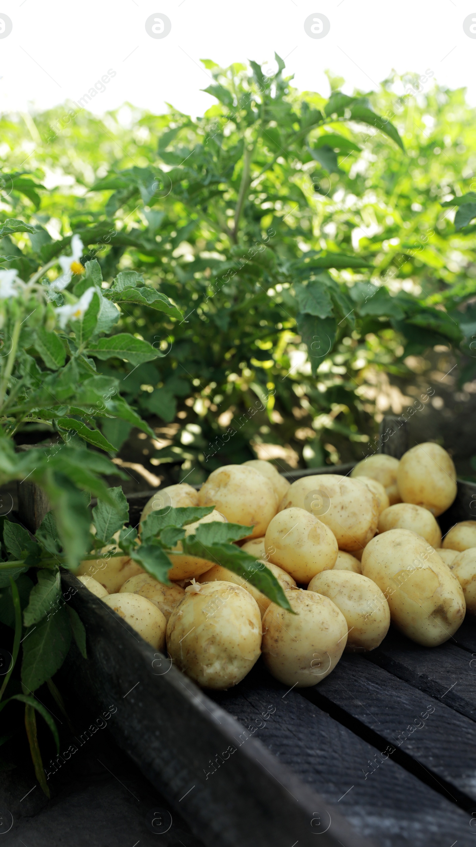 Photo of Wooden crate with raw potatoes in field on sunny day