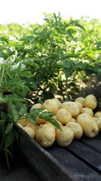 Wooden crate with raw potatoes in field on sunny day