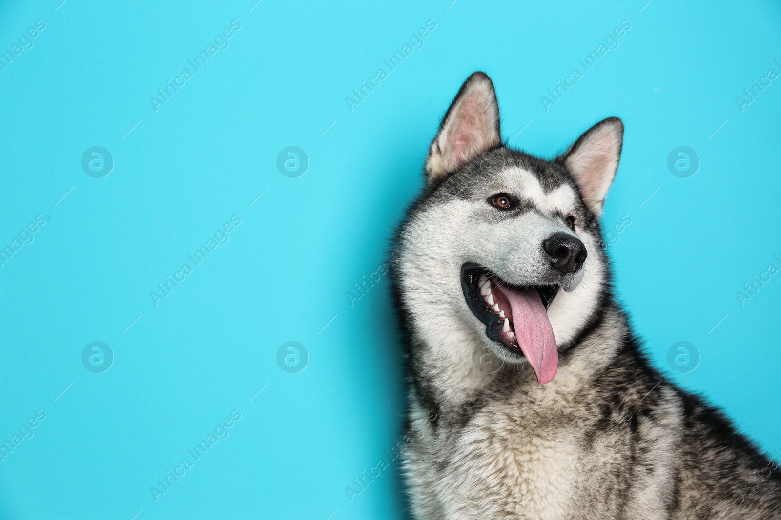 Photo of Cute Alaskan Malamute dog on color background