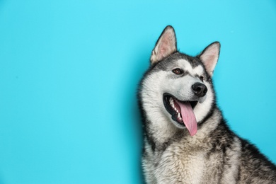 Cute Alaskan Malamute dog on color background