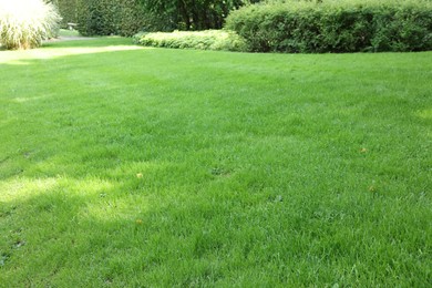 Beautiful view of green grass and bushes in garden on sunny day