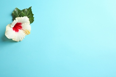 Photo of Beautiful tropical Hibiscus flower on color background with space for design, top view