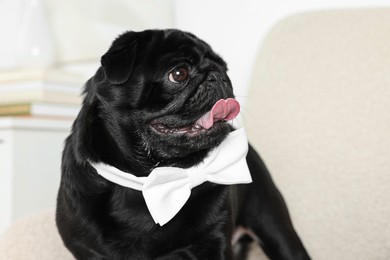 Cute Pug dog with white bow tie on neck in room