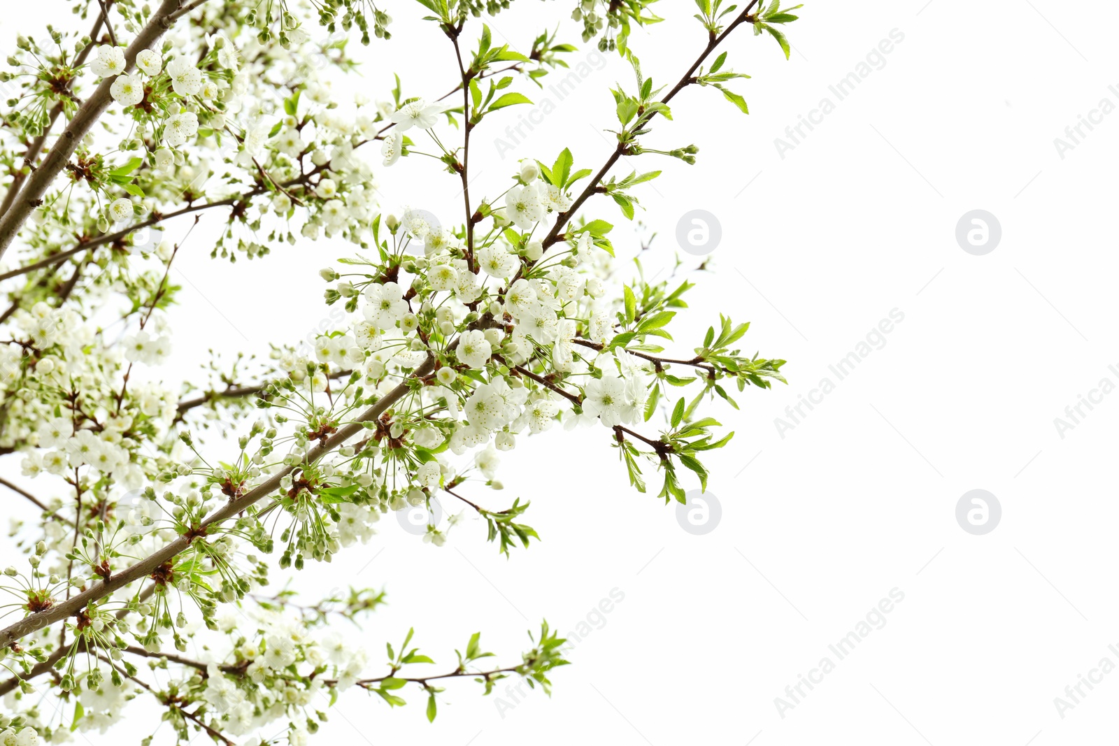 Photo of Tree with beautiful blossoms on spring day