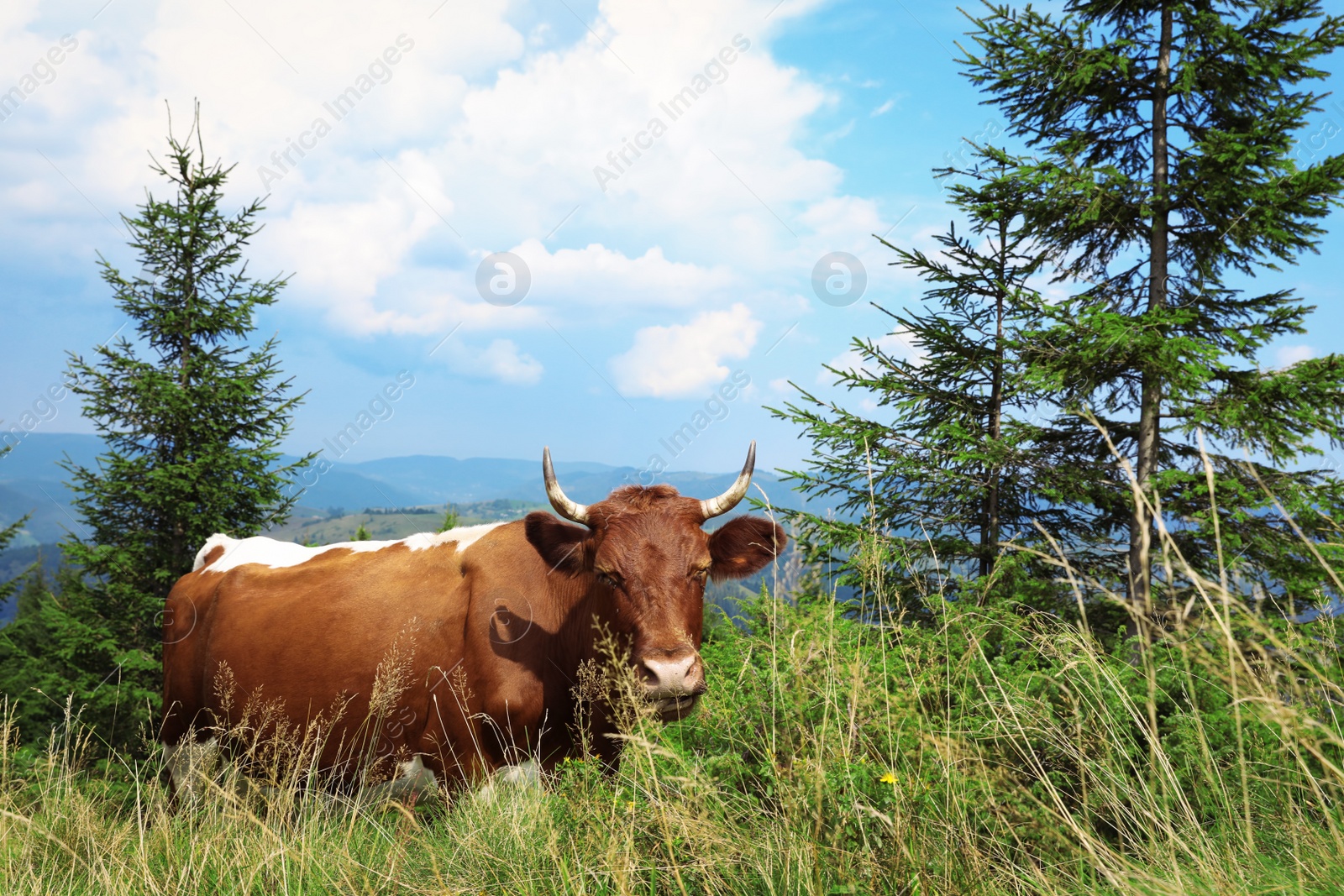 Photo of Cow grazing on green meadow in summer