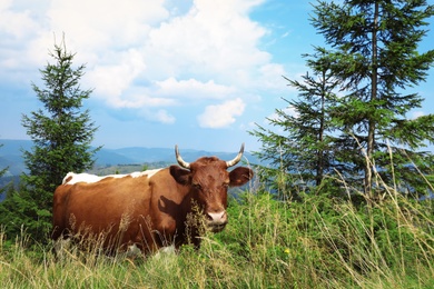 Photo of Cow grazing on green meadow in summer