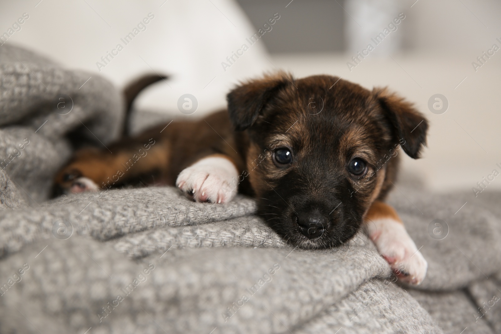 Photo of Cute little puppy lying on grey plaid, closeup