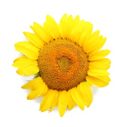 Photo of Beautiful bright sunflower on white background, top view