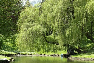 Beautiful willow trees with green leaves growing near lake on sunny day