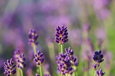 Photo of Closeup view of beautiful lavender in field on sunny day