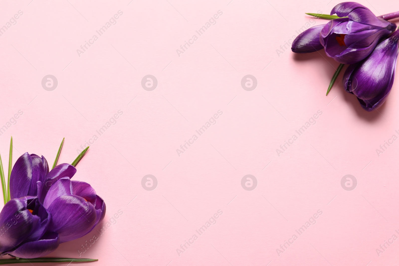 Photo of Beautiful spring crocus flowers on color background, flat lay. Space for text