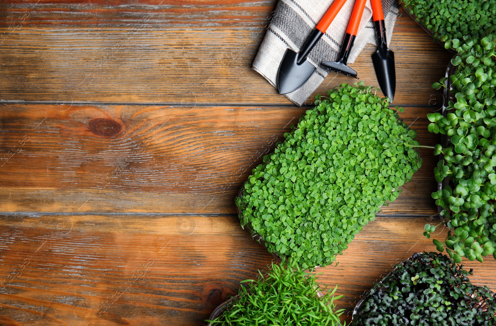 Photo of Fresh organic microgreens and gardening tools on wooden table, flat lay. Space for text