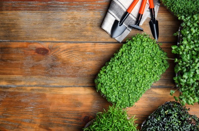 Fresh organic microgreens and gardening tools on wooden table, flat lay. Space for text