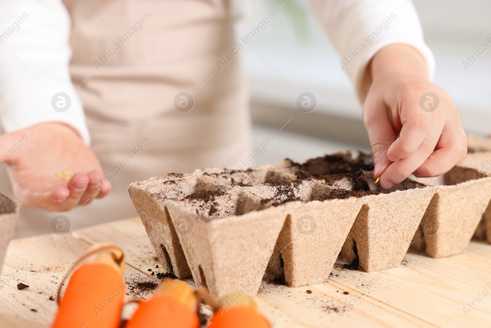 Photo of Little girl planting vegetable seeds into peat pots with soil at wooden table, closeup