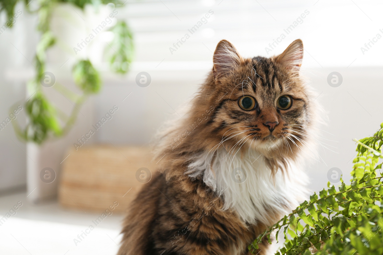 Photo of Adorable cat near houseplant on floor at home